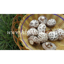 Precios secos de hongos shiitake de flores blancas